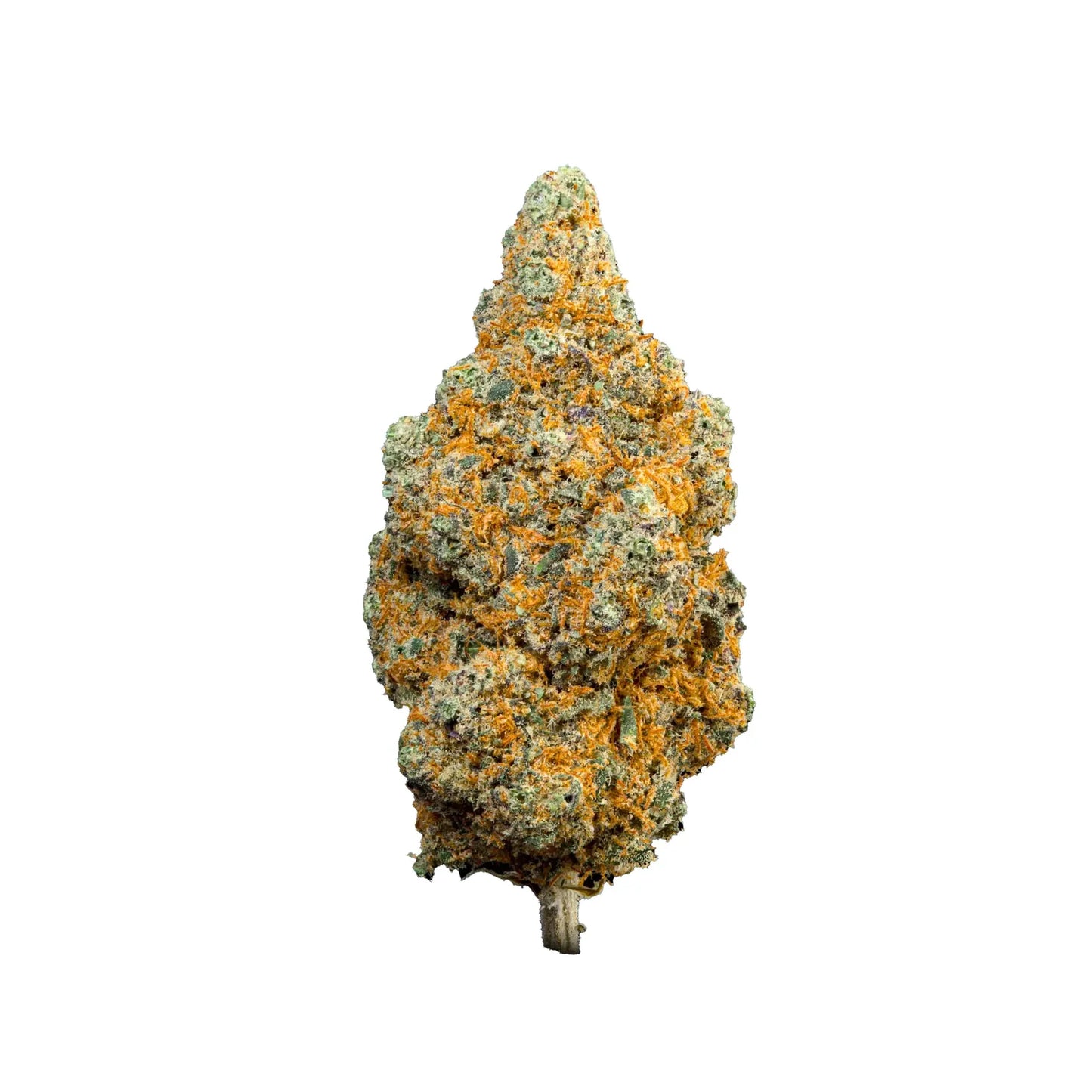 Blueberry Muffin - Indoor