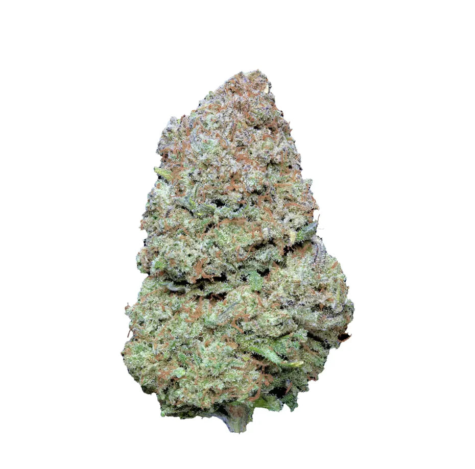 Northern Light X - Indoor