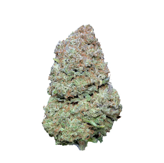 Northern Light X - Indoor